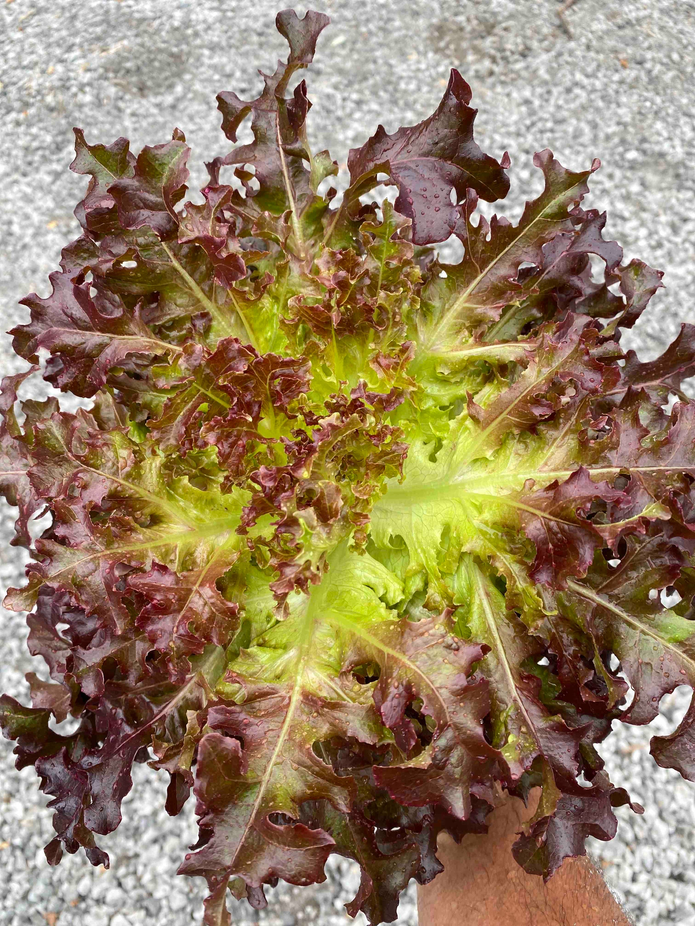 Notte Stellata Radicchio